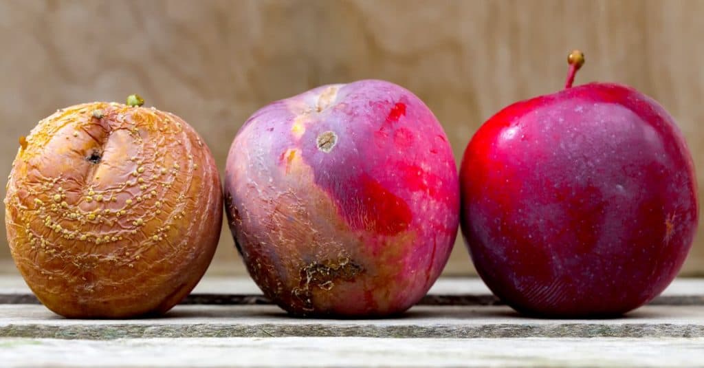 SEO pitches and proposals